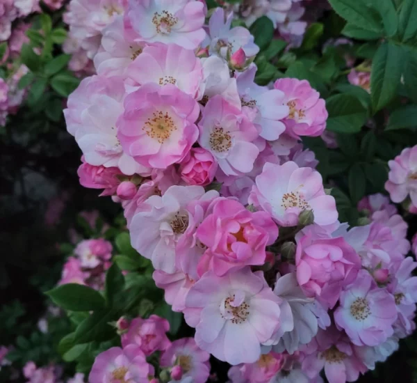 Rosas trepadoras y enredaderas