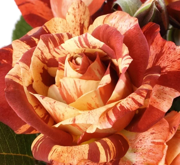 Los arbustos de rosas