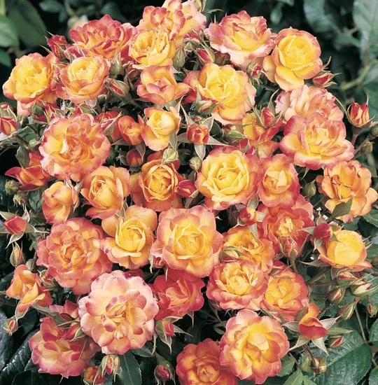 Rosa miniaturas