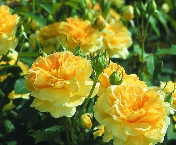 Rose MOLINEUX ® Ausgold