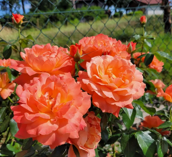 Rosebush Fellowship ® Harwelcome
