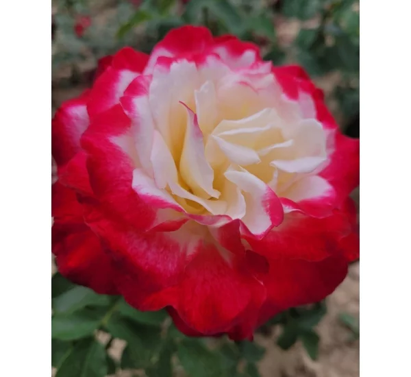 Rosenstrauch Double Delight ®