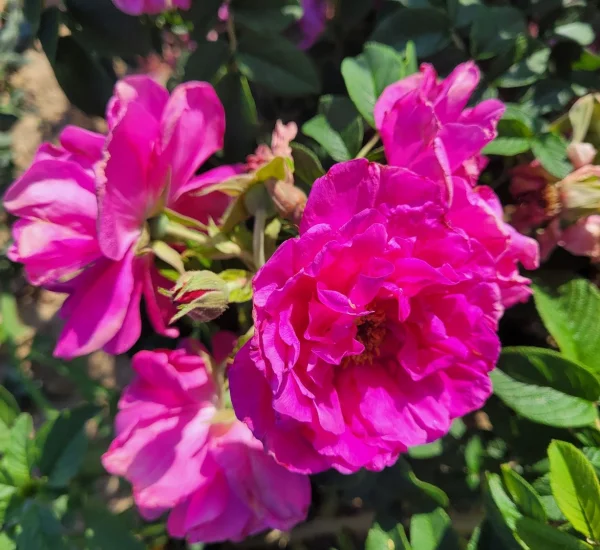 Rosebush Pierrette Rugosa