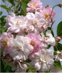 Rosenstrauch Paul's Himalayan Musk