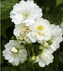 Rosebush Guirlande d'Amour