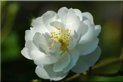 Rosenstrauch Guirlande d'Amour