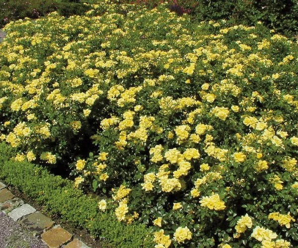 Rosebush Suneva ® Noalesa