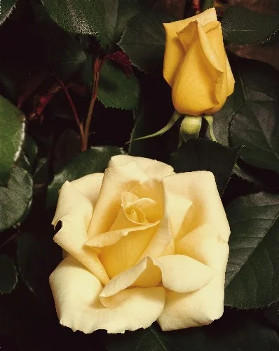 Rosenstrauch Elina ® Dicjana