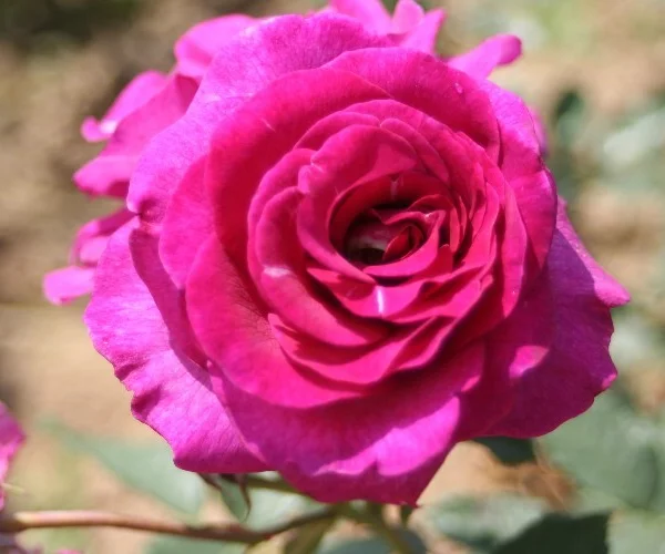 Rose VIOLETTE PARFUMEE ® Orient