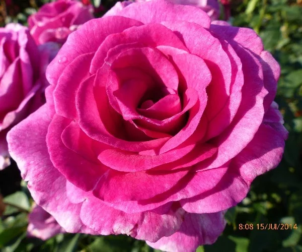 Rosier VIOLET PARFUMEE Gpt ® Dorientsar