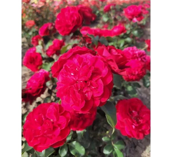 Rosebush Mona Lisa ® Meilyxir