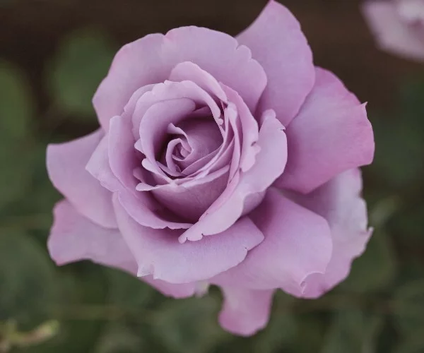 Rosebush Charles De Gaulle ® Meilanein