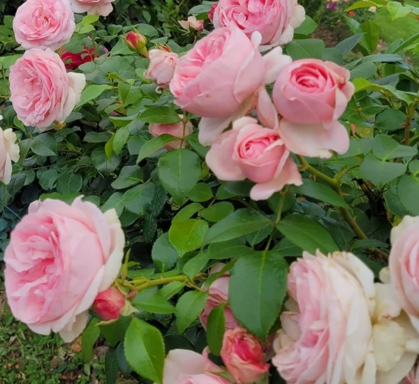 Rosebush l' Alhambra ® Tan97289