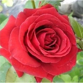 Rose Dame De Coeur