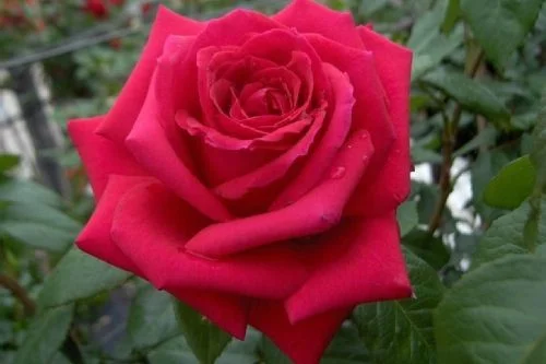 Rosebush Mister Lincoln