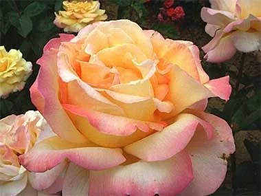 Rosebush Mme A. Meilland
