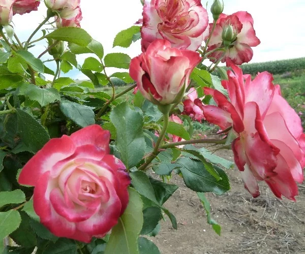 Rose STEM 100-120 cm JUBILE DU PRINCE DE MONACO®Meisponge