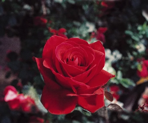 Rosebush Ingrid Bergman ® Poulman