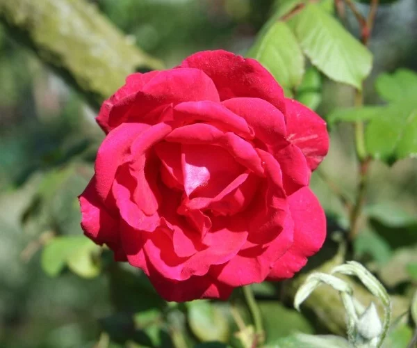 Rosenstrauch Paul's Scarlet Climber