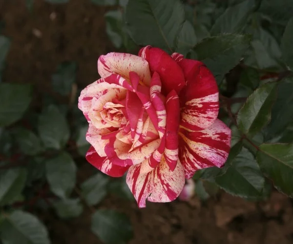 Rose STEM 100 cm BROCELIANDE ® Adaterhuit