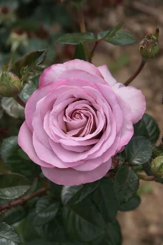 Rose STAMM 100 cm BLUE GIRL ® Sautari