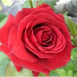 Rose STEM 100 cm DAME DE COEUR