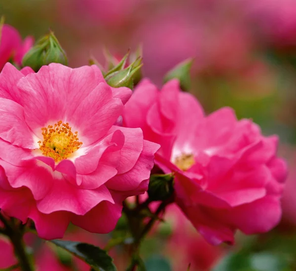 Rose STIEL 100 cm EMERA ® Noatraum