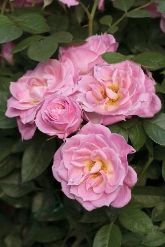 Rosenstrauch Belle Symphonie ® Meirivoui