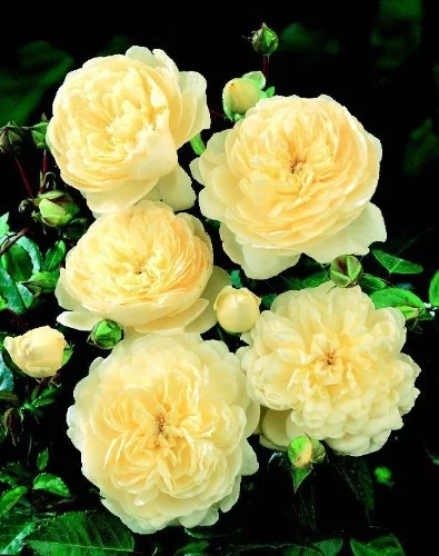 Rosal Canterbury Gpt ® Harfable