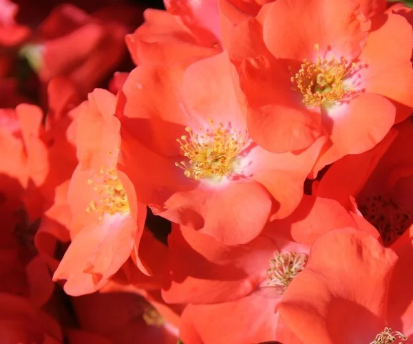 Rosebush Isalia ® Noat1804