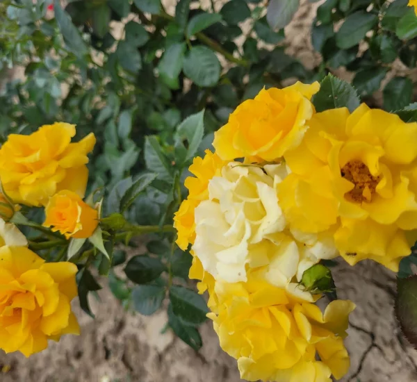Rosebush Gold Cottage ® Dicentice