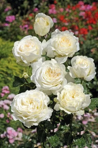Rosebush Irina Bondarenko ® Tan 07117