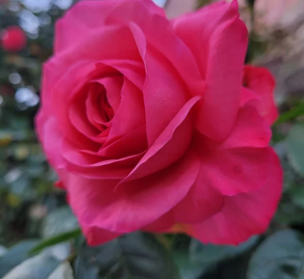 Rosebush La Vanoise ® Korhokhel