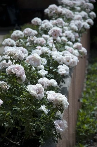 Rosal Lovely Symphonie ® Meitajon