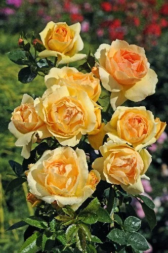 Rosebush Mythique ® Tan 04603