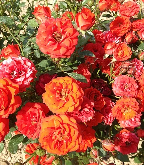 Rosal Orange Symphonie ® Meininrut