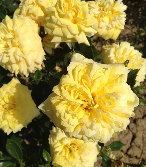 Rose STEM 100 cm GOLDEN DELIGHT