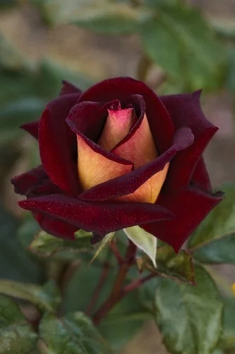 Rose STIEL 100 cm EDDY MITCHELL ® Meirysett