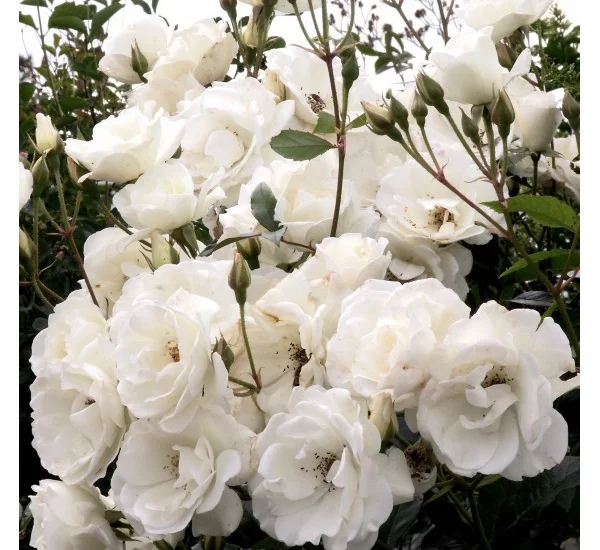 Rose STEM 100-120 cm ICEBERG FEE DES NEIGES