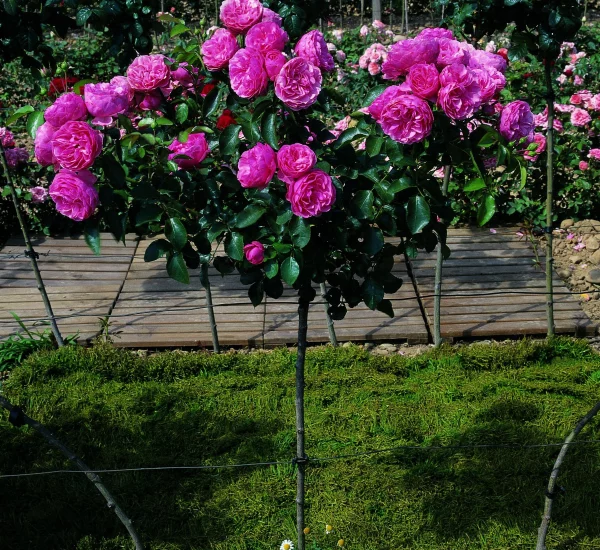 Rose STAMM 100 cm LEONARD DE VINCI ® Meideauri