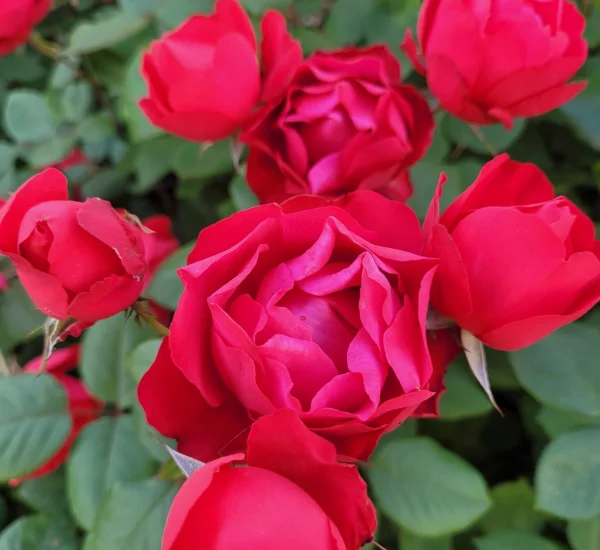 Rosebush Cherry Bonica ® Meipeporia
