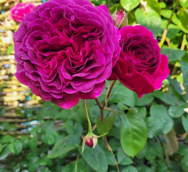Rosebush Purple Lodge ® Ora2437