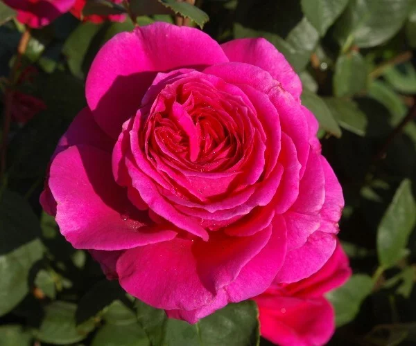 Rosebush Nuit d'Orient ® Stebigpu