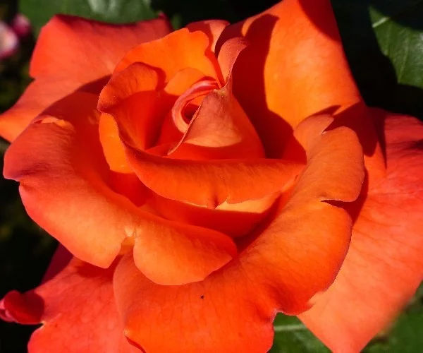 Rose CHRISTOPHE COLUMB ® Meironsse