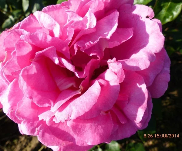 Rosebush Yves Piaget Gpt ® Keitsupiatsu