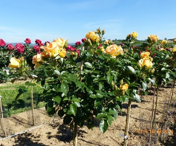 Rose STEM 100 cm MYTHIQUE ® Tan 04603