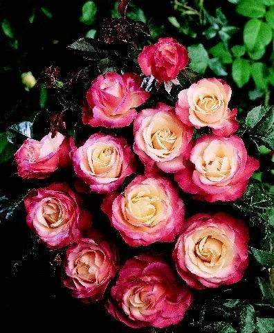 Rose STAMM 100 cm LA GARCONNE ® Taneiglat