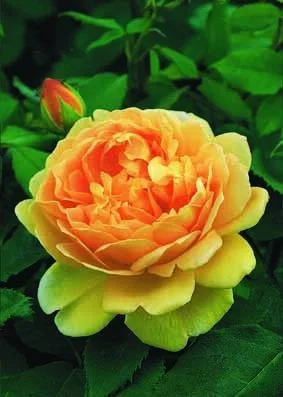 Rose STAMM 100 cm GOLDEN CELEBRATION ® Ausgold