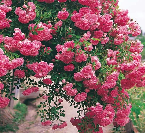 Rosier Pleureur 120 cm SUPER DOROTHY PERKINS