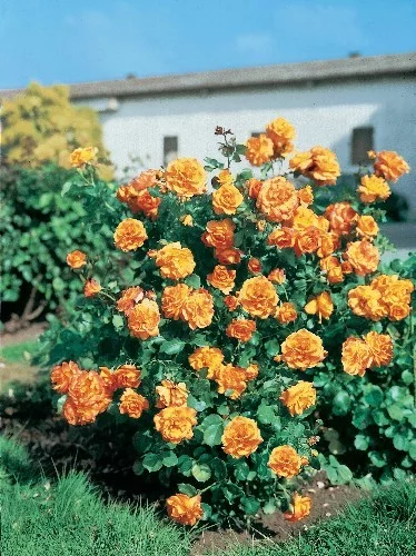 Rose Überhängend 140 cm SAHARA ® Tanarasah
